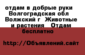 отдам в добрые руки - Волгоградская обл., Волжский г. Животные и растения » Отдам бесплатно   
